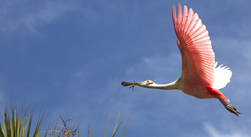 Eco Tours in St. Augustine, Florida